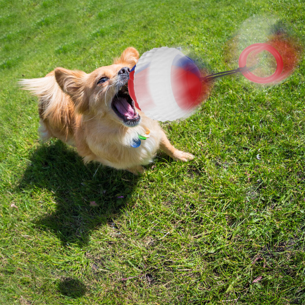 1 SET Dog Ball Launcher Stick Interactive Dog Ball Throwing Stick Toy for Dog Outdoor Walking