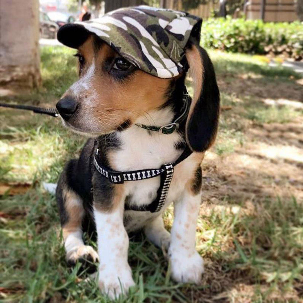 Summer Pet Dog Cute Print Cap Baseball Hat Small Dog Outdoor Hat Baseball Cap Pet Grooming Dog Hat Pets Accessories For Dogs Cats