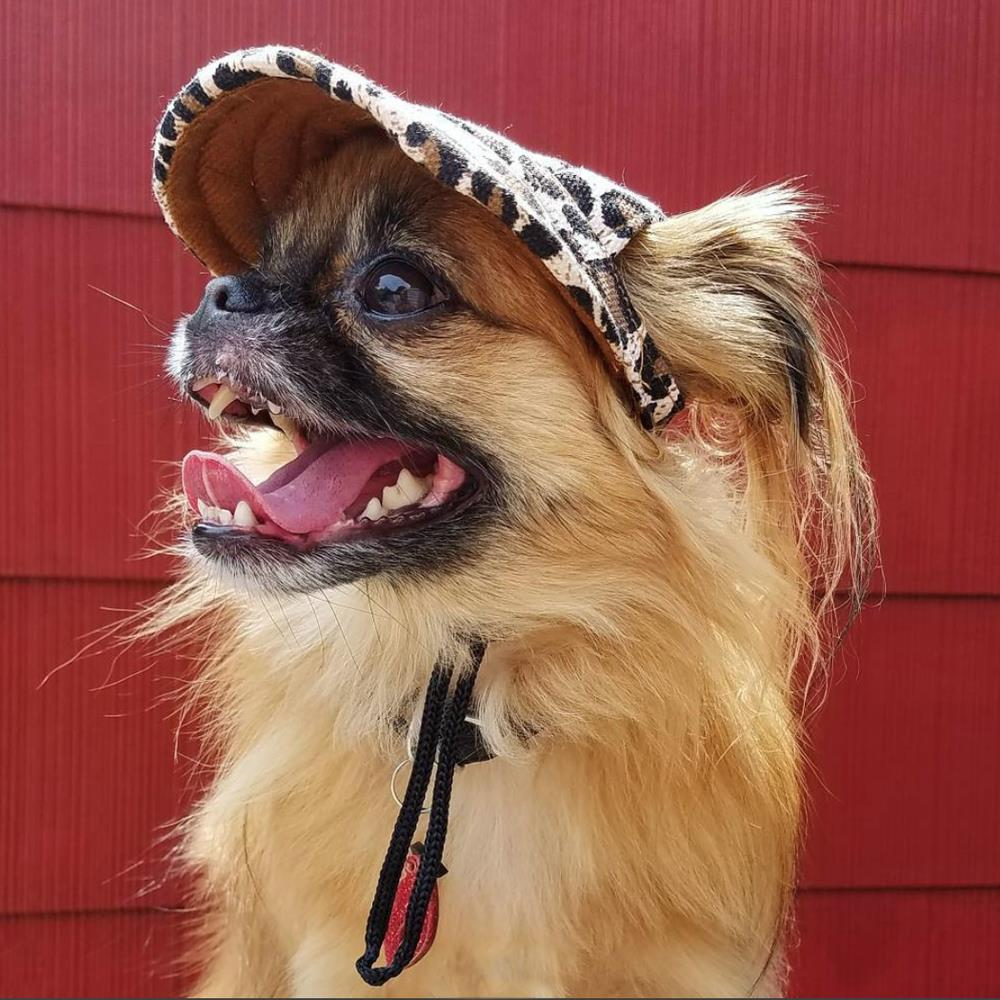 Summer Pet Dog Cute Print Cap Baseball Hat Small Dog Outdoor Hat Baseball Cap Pet Grooming Dog Hat Pets Accessories For Dogs Cats