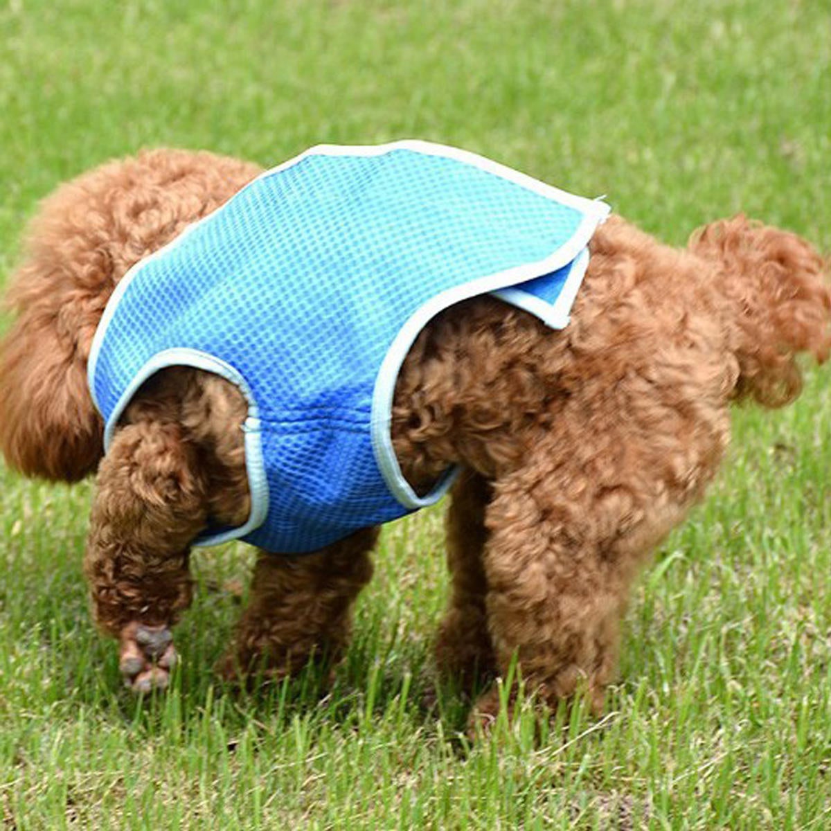 Jacket Coat Vest T-shirt Clothes Clothing For Dog Cat Puppy Pet Vest