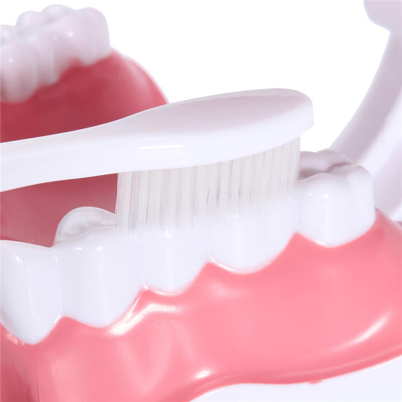 Dental Adult Education Teaching Model with Removable Lower Teeth and Toothbrush