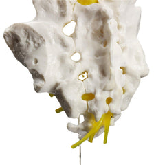 12Life Size Chiropractic Human Anatomical Lumbar Vertebral Spine Anatomy Model