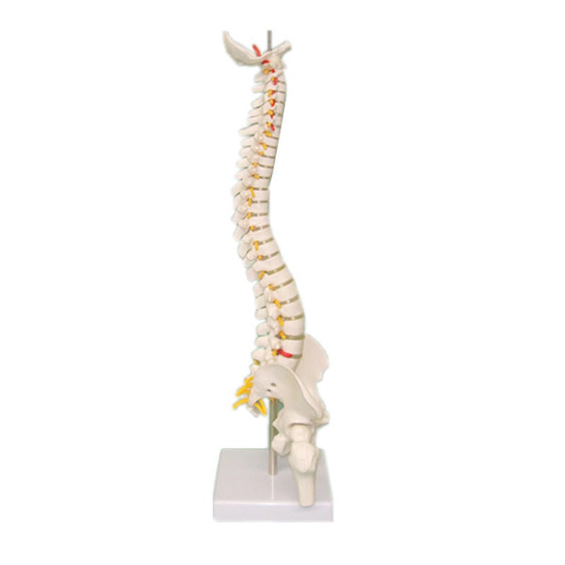 45CM Spine Model With Pelvis Femur Heads 1/2 Life Lab Equipment Detailed Toys