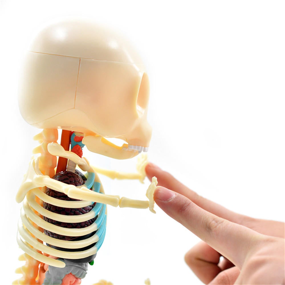 Anatomy Model Gummi Bear Skeleton Anime Assembly Action Figure Gifts Science Animal Model