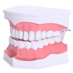 Dental Adult Education Teaching Model with Removable Lower Teeth and Toothbrush