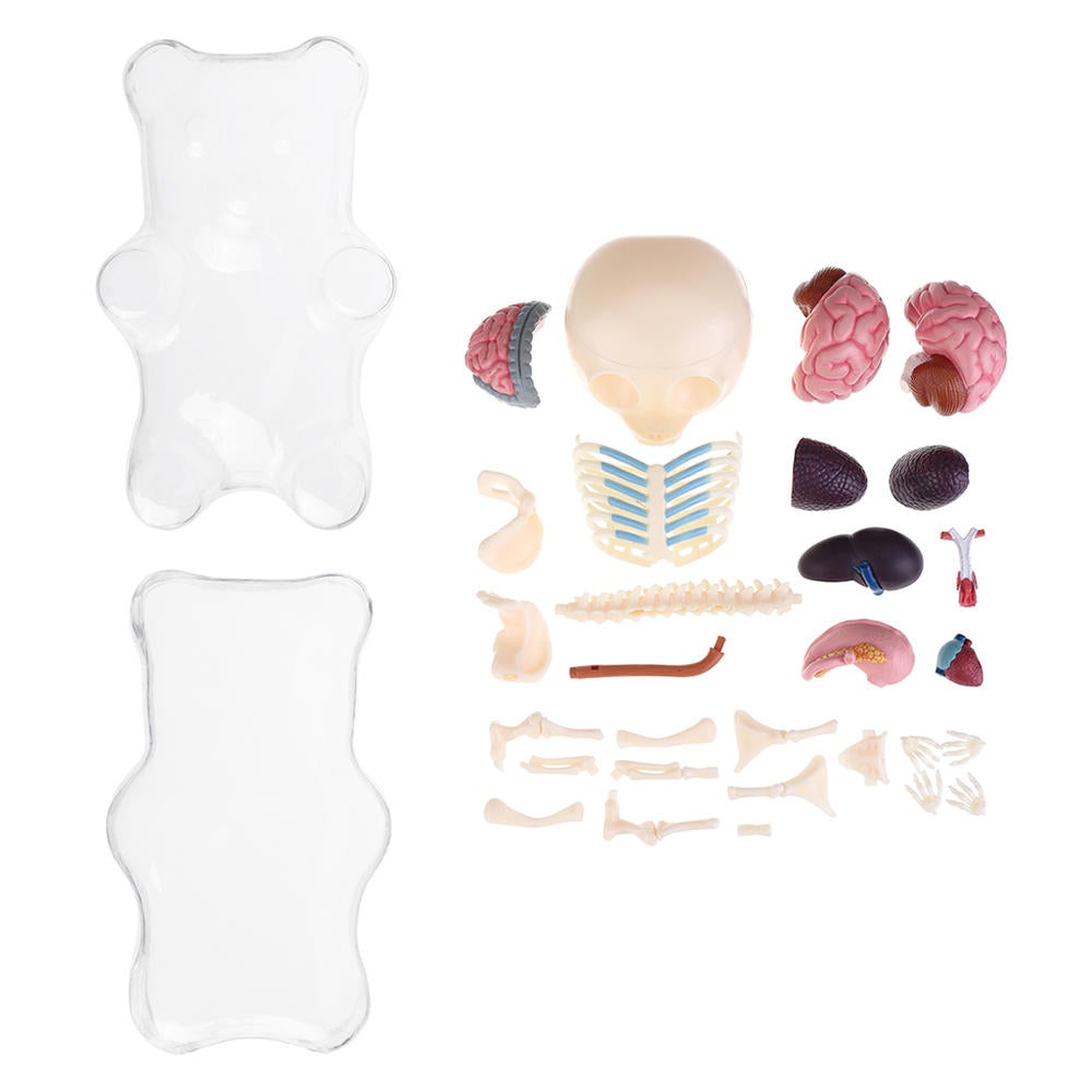 Anatomy Model Gummi Bear Skeleton Anime Assembly Action Figure Gifts Science Animal Model