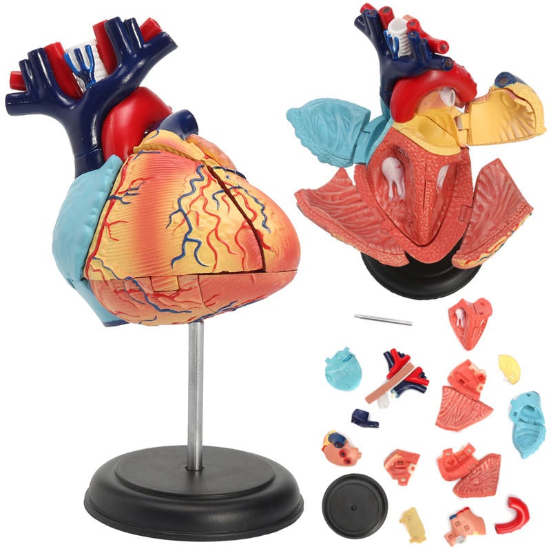 4D Anatomical Human Heart Structural Models Anatomy Medical Teaching School