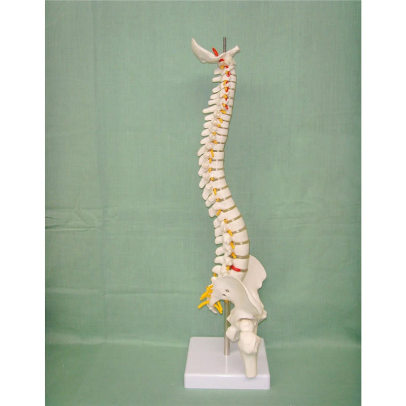 45CM Spine Model With Pelvis Femur Heads 1/2 Life Lab Equipment Detailed Toys