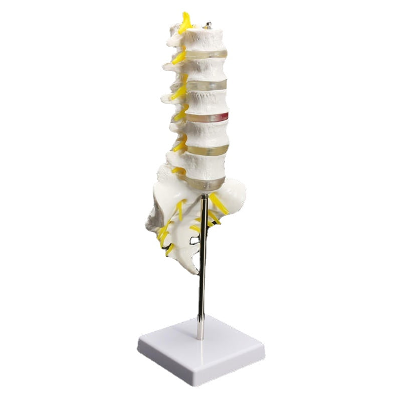 12Life Size Chiropractic Human Anatomical Lumbar Vertebral Spine Anatomy Model