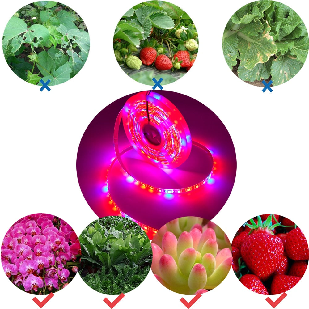 Plant Grow lights 5m Waterproof Full Spectrum LED Strip Flower phyto lamp Red blue 4:1 for Greenhouse Hydroponic+Power adapter - JustgreenBox