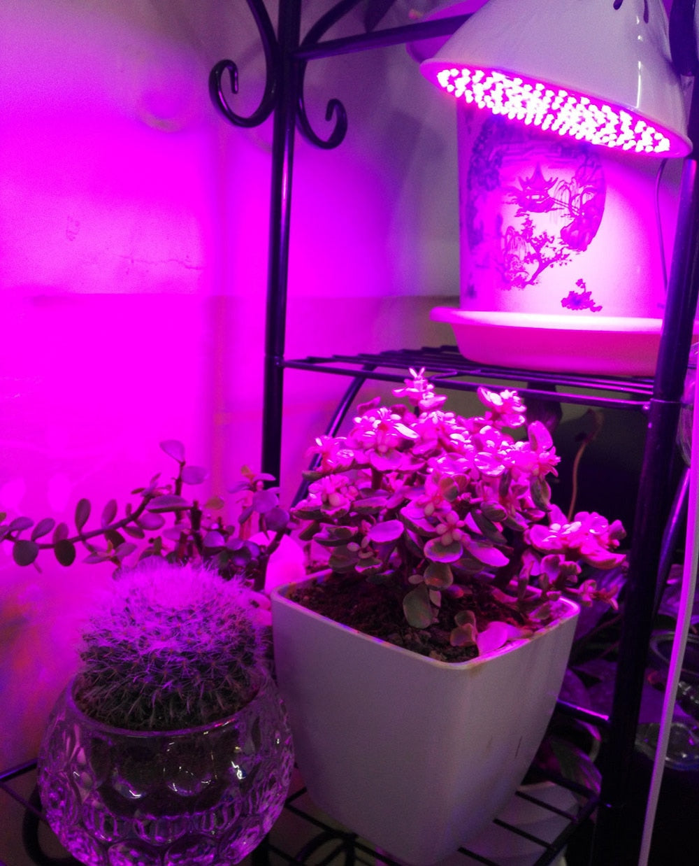 Full spectrum Plant Grow Led Light Bulbs Lamp lighting for Seeds hydro Flower Greenhouse Veg Indoor garden E27 phyto growbox - JustgreenBox