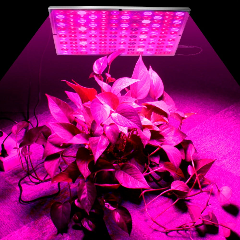 Growing Lamps LED Grow Light Full Spectrum Plant Lighting Fitolampy For Plants Flowers Seedling Cultivation - JustgreenBox