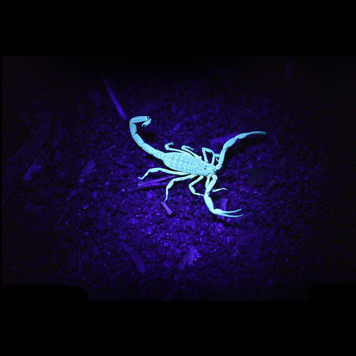LED UV Scorpion Detector Hunter Finder Flashlight
