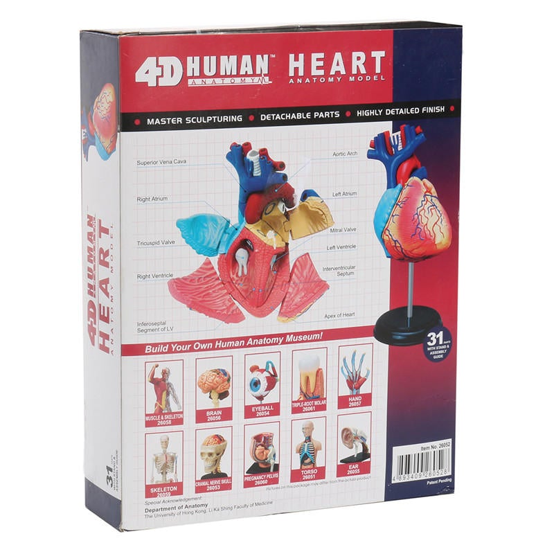 4D Anatomical Human Heart Structural Models Anatomy Medical Teaching School